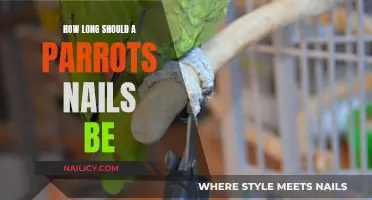 Parrot Nail Maintenance: Ideal Nail Length for Healthy Parrots