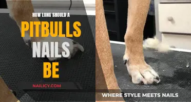 Pitbull Paw Care: Ideal Nail Length for Your Pup