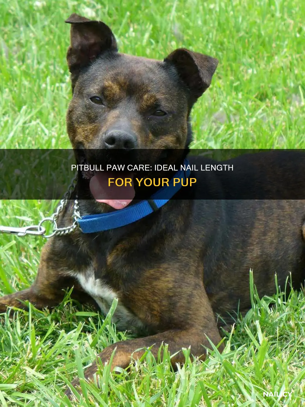 how long should a pitbulls nails be