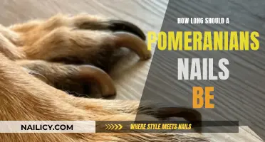 Pomeranian Nails: How Short is Too Short?