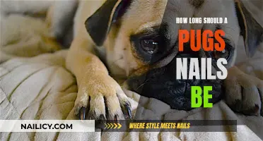 The Perfect Nail Length for Your Pug