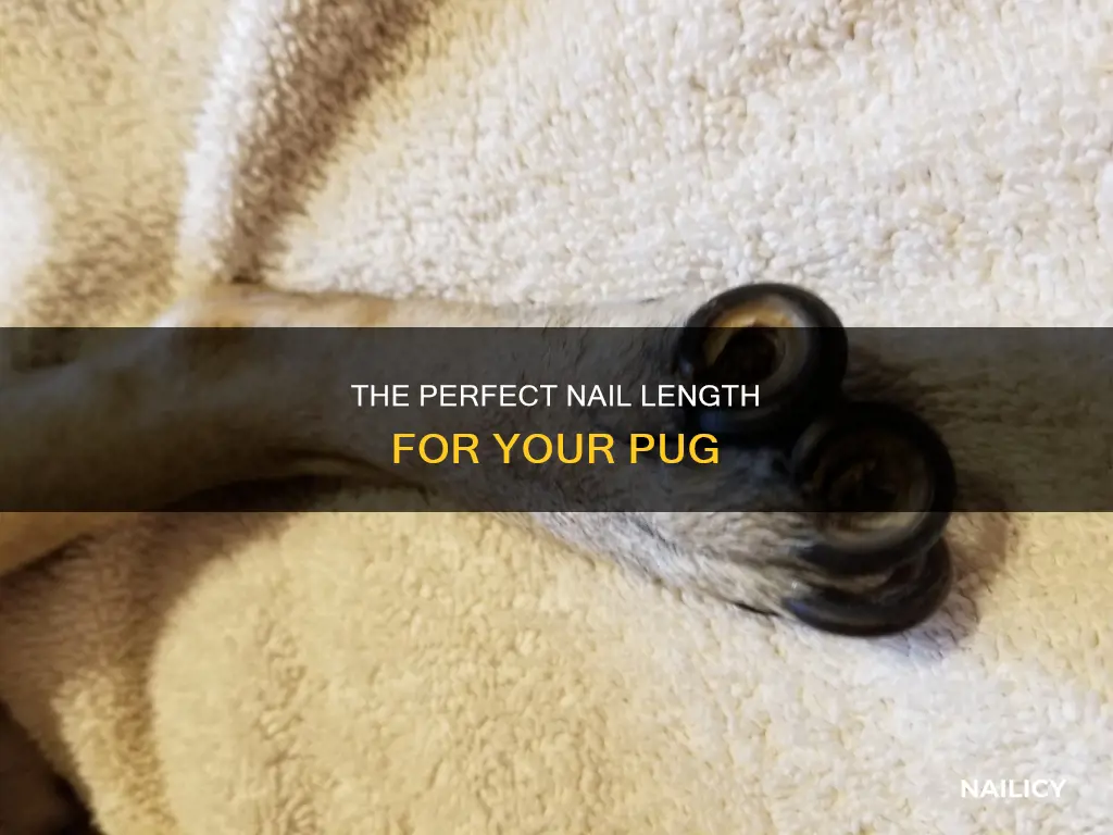 how long should a pugs nails be