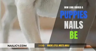 Puppy Nail Care: How Short is Too Short?