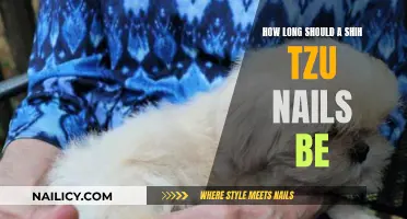 Shih Tzu Nails: How Short is Too Short?