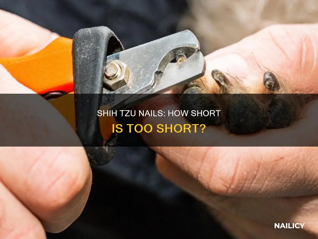 how long should a shih tzu nails be