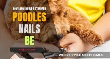 The Ideal Nail Length for Standard Poodles
