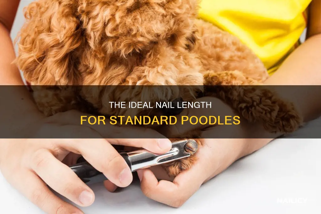how long should a standard poodles nails be