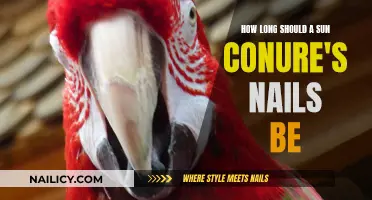 Maintain Healthy Nails for Your Sun Conure: Ideal Length