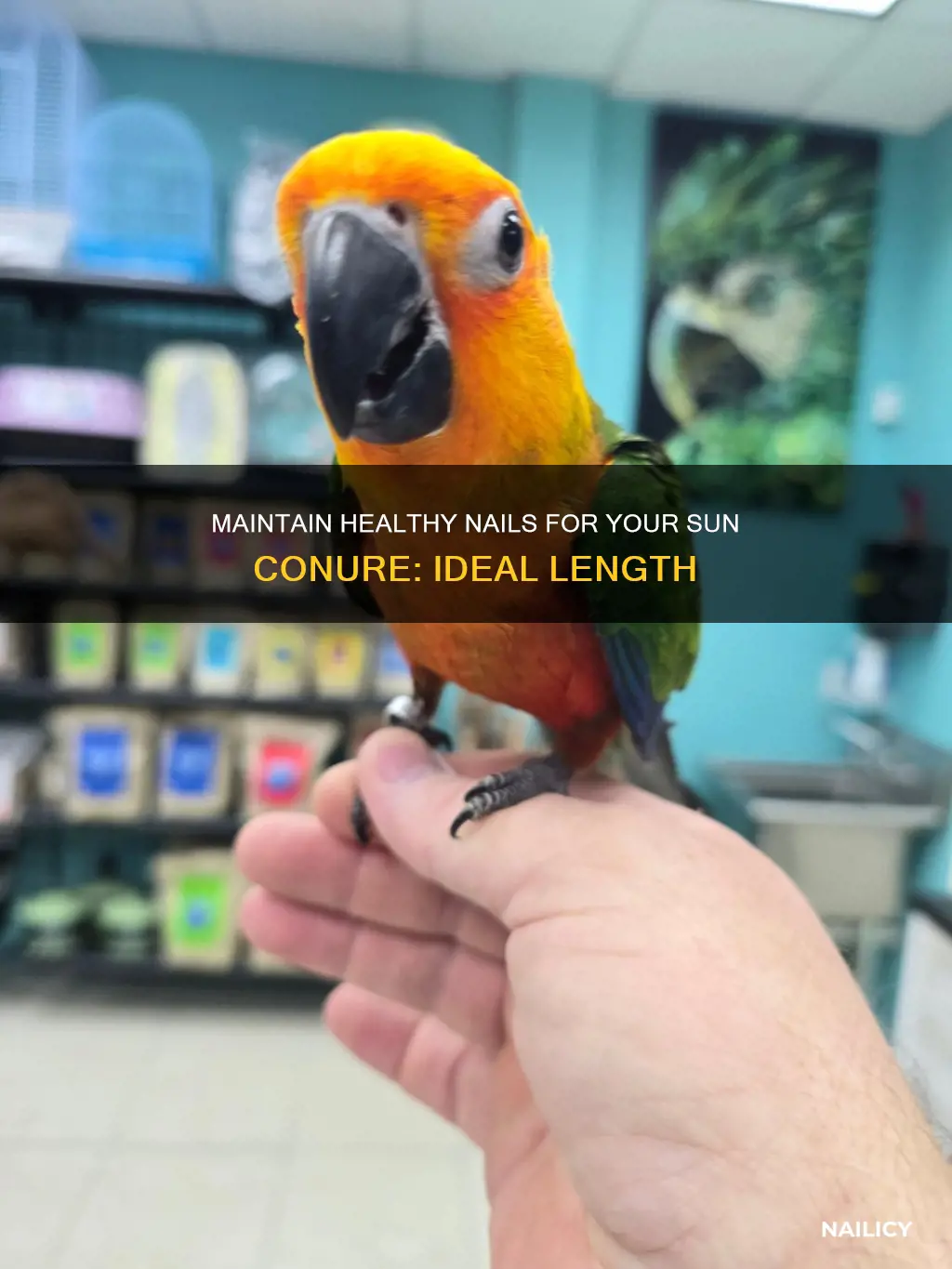 how long should a sun conure