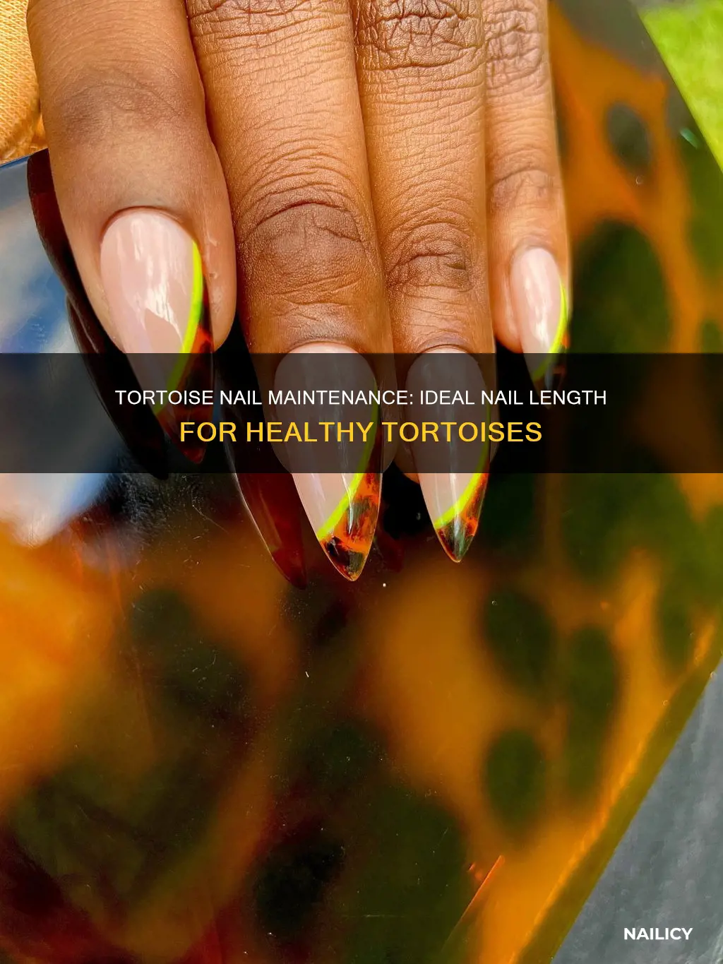 how long should a tortoise nails be