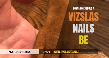Vizsla Nail Care: How Short is Too Short?