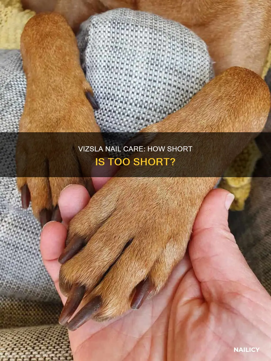 how long should a vizslas nails be