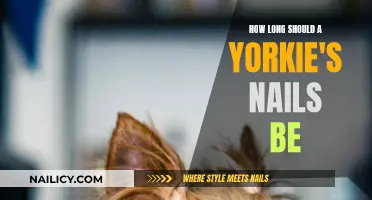 Yorkie Nails: How Short is Too Short?
