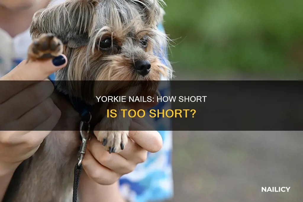 how long should a yorkie