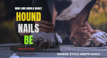 Trim Nails Regularly to Keep Your Basset Hound Healthy