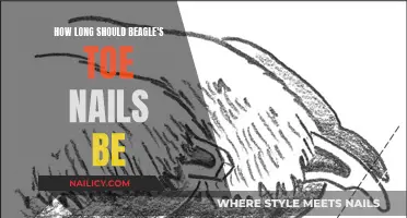 Beagle's Toenail Care: How Short is Too Short?