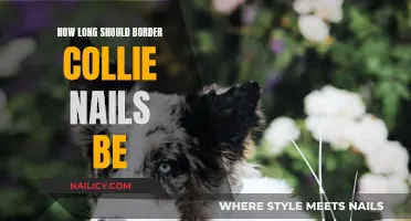 Keep Your Collie Comfortable: Trim Nails to Right Length