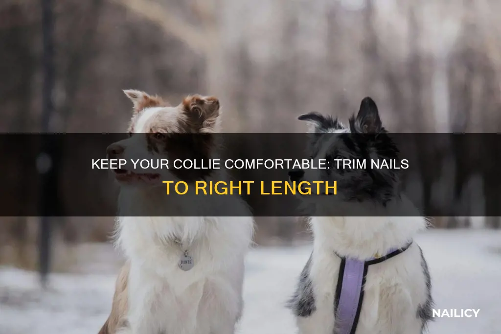 how long should border collie nails be