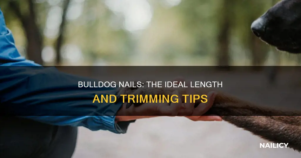 how long should bulldog nails be