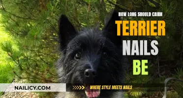 Cairn Terrier Nails: How Short is Too Short?