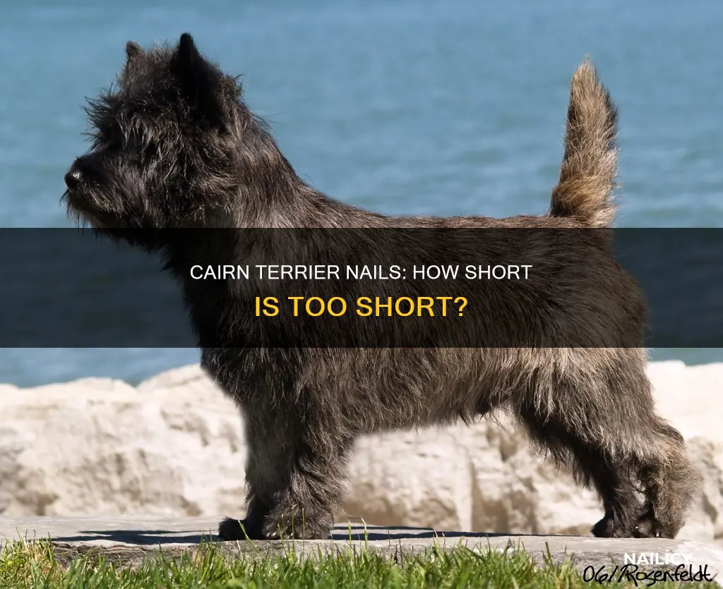 how long should cairn terrier nails be