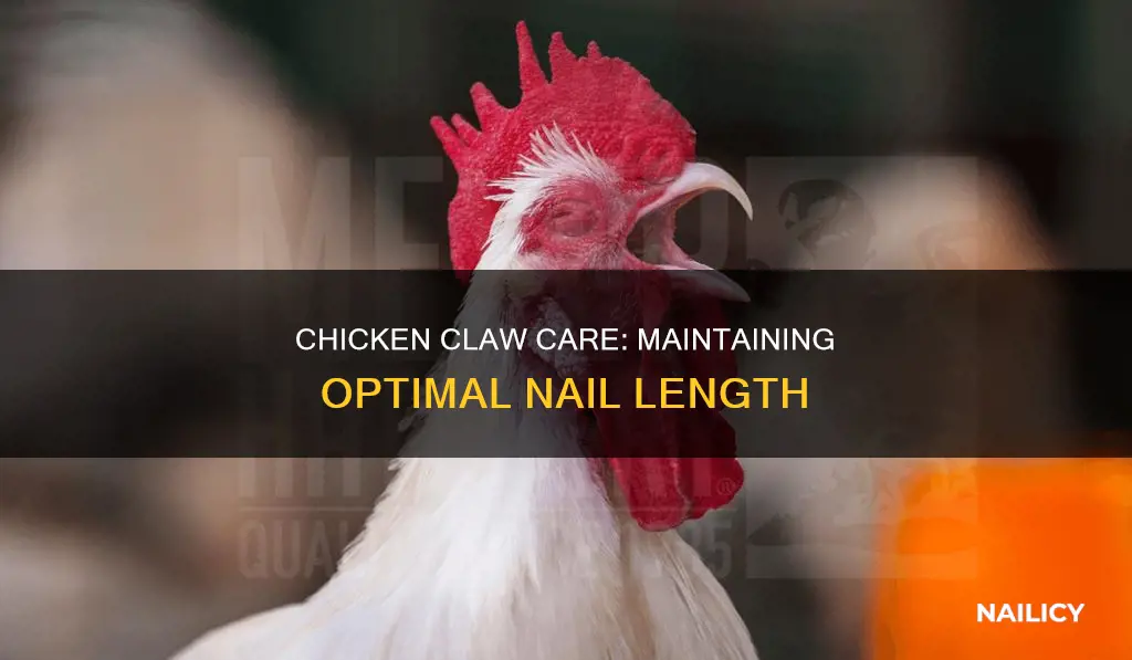 how long should chicken nails be