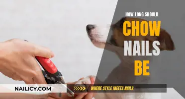 Ideal Chow Chow Nail Length: How Long is Too Long?