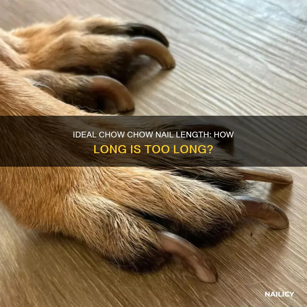 how long should chow nails be
