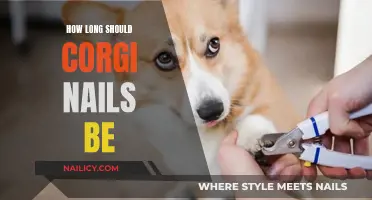 Corgi Nails: The Ideal Length for Your Pup's Paws