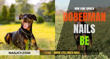 Doberman Nail Care: The Ideal Length for Nails