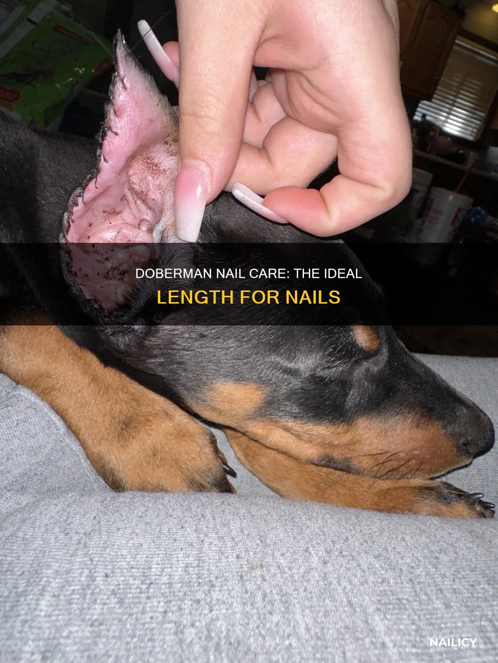 how long should doberman nails be