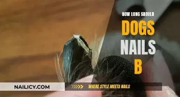 The Perfect Nail Length for Dogs