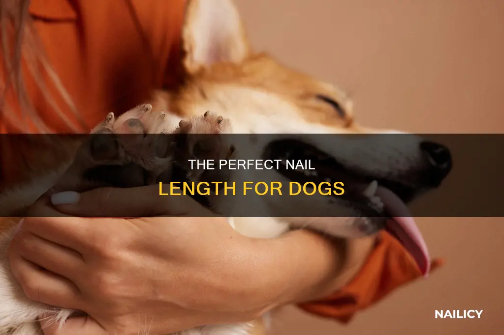 how long should dogs nails b
