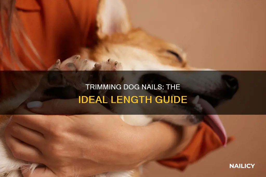 how long should dog