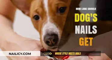 Perfectly Trimmed: The Ideal Length for Your Dog's Nails