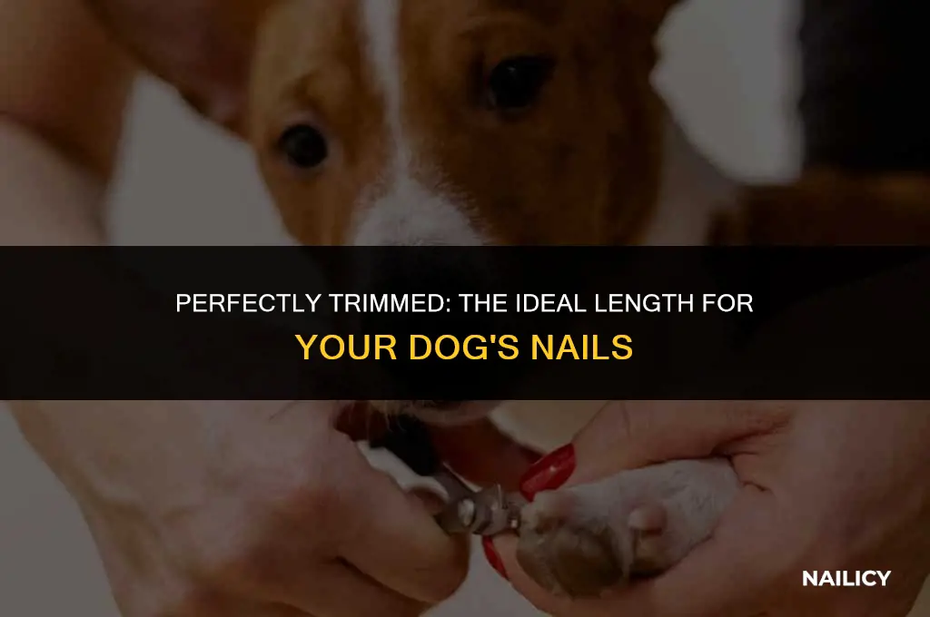 how long should dog