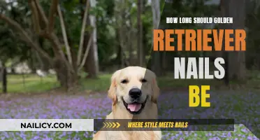 Golden Retriever Nails: How Short is Too Short?