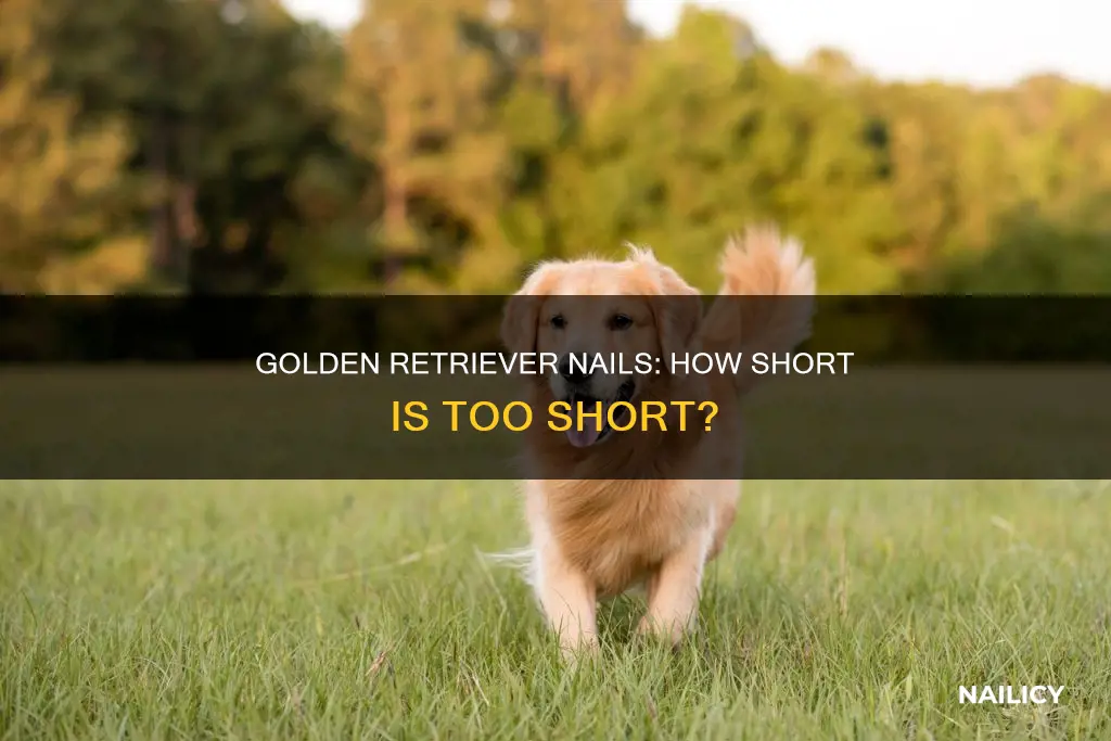 how long should golden retriever nails be