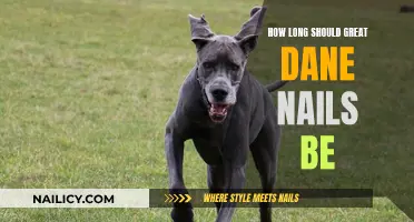 Great Dane Nail Care: The Ideal Nail Length
