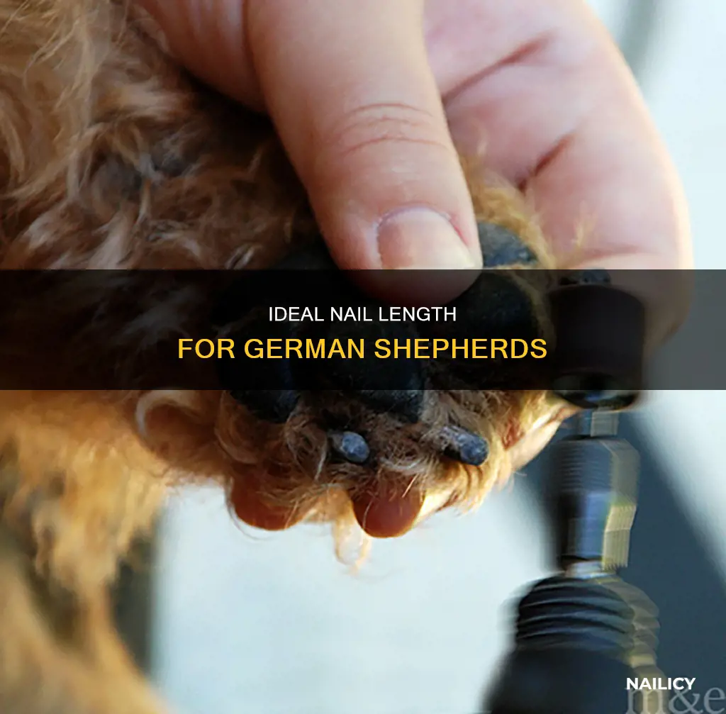 how long should gsd nails be