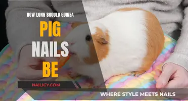 Guinea Pig Nails: How Short is Too Short?