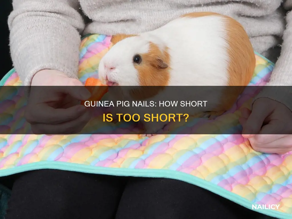 how long should guinea pig nails be