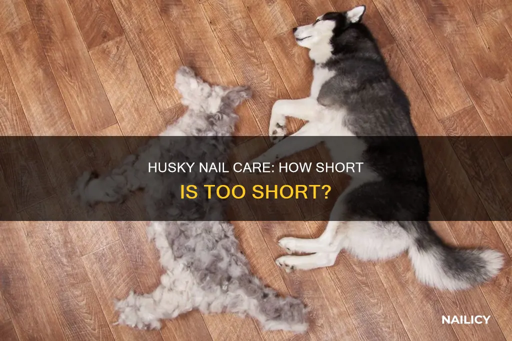 how long should husky nails be