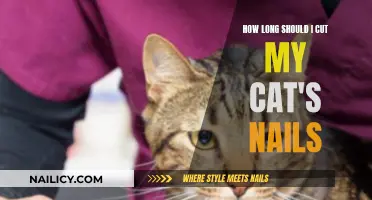 Trimming Your Cat's Nails: How Long is Too Long?