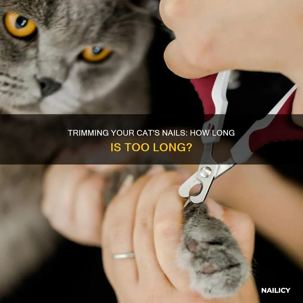 how long should i cut my cat