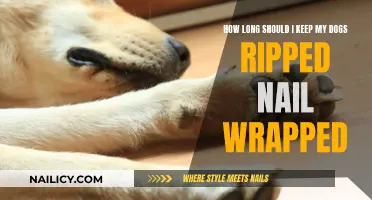 When to Remove Bandages After a Dog Nail Trim