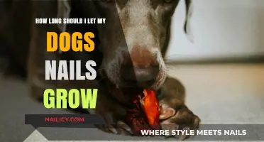 Keep Your Dog's Nails Trimmed: Here's How Long is Too Long