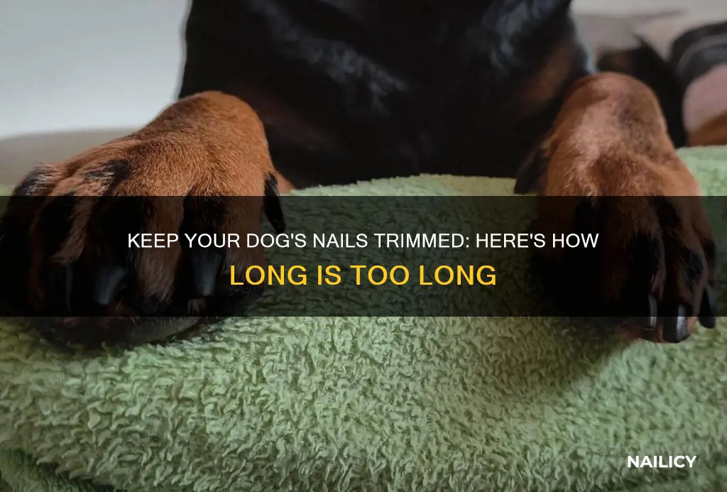 how long should i let my dogs nails grow