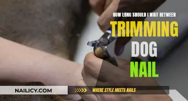Trimming Dog Nails: How Often Should You Clip?