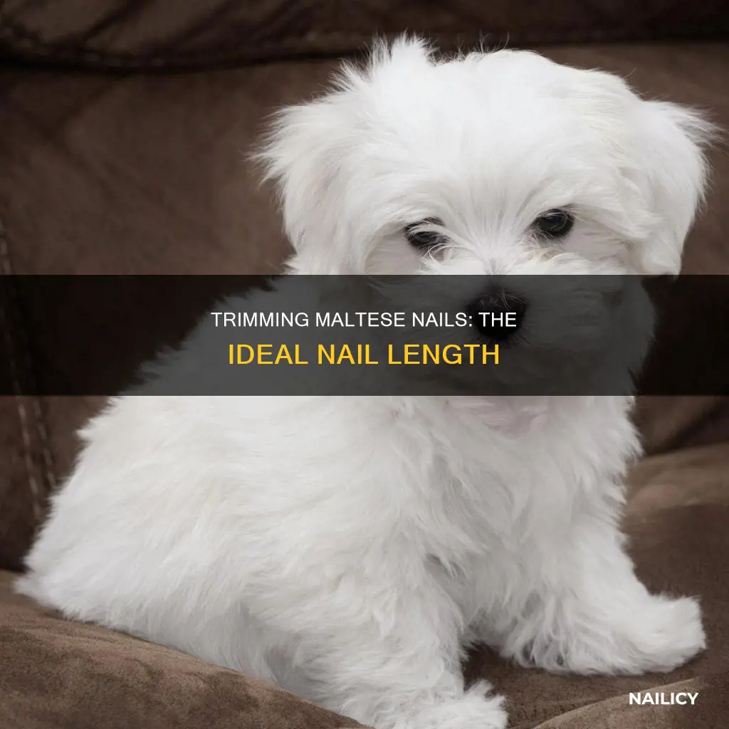 how long should maltese nails be